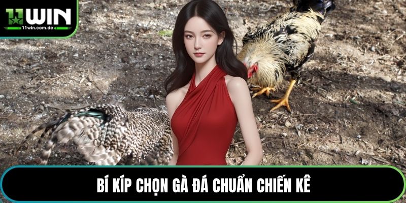 Bí kíp chọn gà đá chuẩn chiến kê