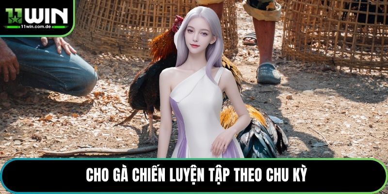 Cho gà chiến luyện tập theo chu kỳ