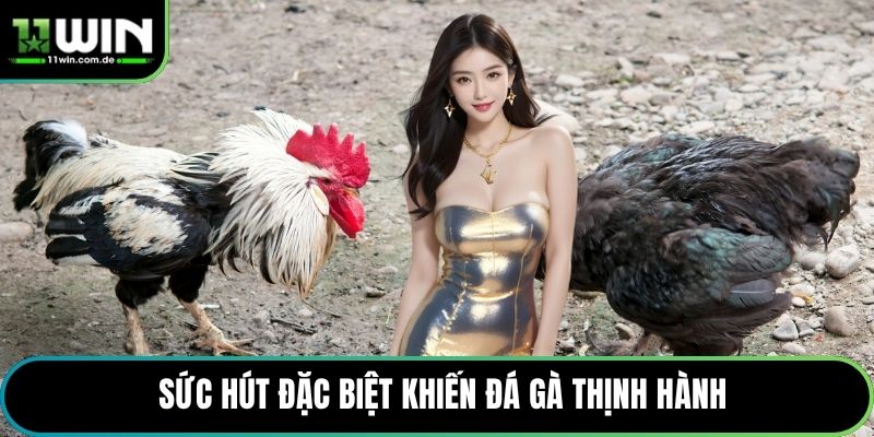 Sức hút đặc biệt khiến đá gà thịnh hành