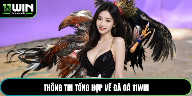 Thông tin tổng hợp về đá gà 11WIN