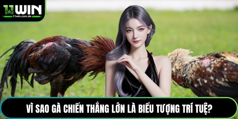 Vì sao gà chiến thắng lớn là biểu tượng trí tuệ?