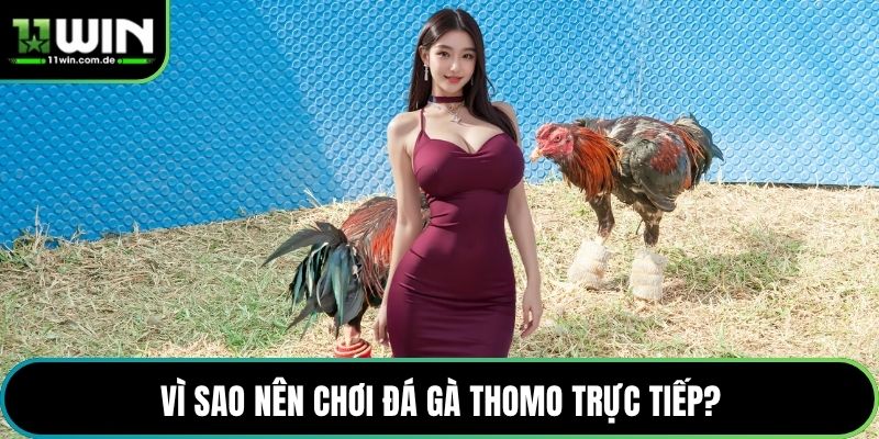 Vì sao nên chơi đá gà Thomo trực tiếp?
