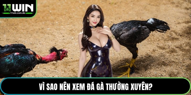 Vì sao nên xem đá gà thường xuyên?